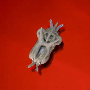 CREATURE PIN 2